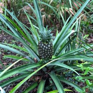 Meet your Posher, Tracie